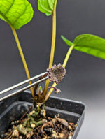 Dorstenia elata [non-exact]