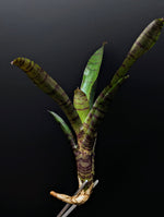 Neoregelia cv. Tiger Cub [unrooted offset]