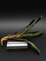 Neoregelia cv. Tiger Cub [unrooted offset]