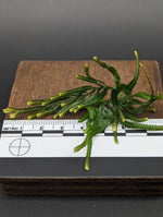 Selaginella sp. Sumatra 2 [cutting]