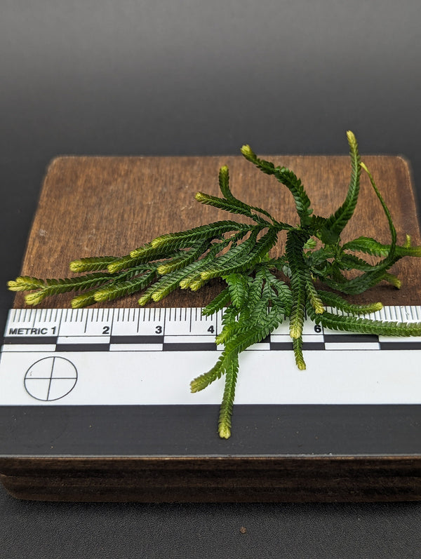 Selaginella sp. Sumatra 2 [cutting]
