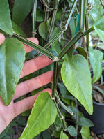 Cissus quadrangularis [cutting]