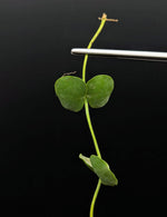 Dischidia sp. Camiguin Island [cutting]