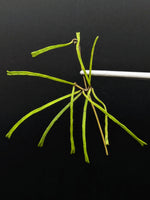 Hoya retusa [cutting]