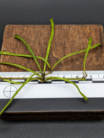 Hoya retusa [cutting]