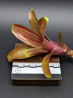 Neoregelia cv. Zoe [unrooted offset]