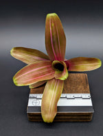 Neoregelia cv. Zoe [unrooted offset]