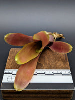 Neoregelia cv. Fireball [unrooted offset]