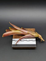 Neoregelia cv. Fireball [unrooted offset]
