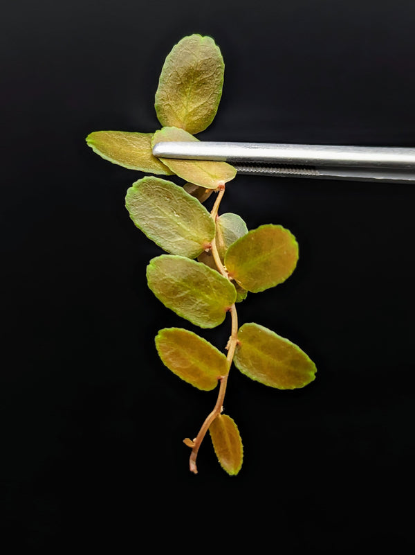 Marcgravia sp. brown peru #1 [10-leaf cutting]