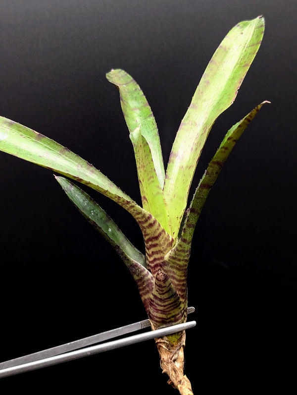 Neoregelia cv. Tiger Cub [unrooted offset]