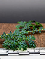Selaginella uncinta [cutting]