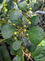 Ficus deltoidea (SYN: diversifolia) mistletoe fig [cutting]