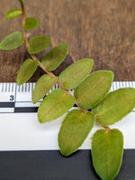 Marcgravia rectiflora [10-leaf cutting]