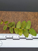 Marcgravia rectiflora [10-leaf cutting]