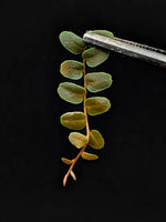 Marcgravia sp. mini límon (limon) [12-leaf cutting]
