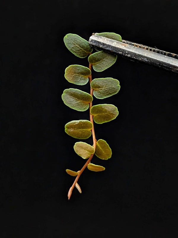 Marcgravia sp. mini límon (limon) [12-leaf cutting]