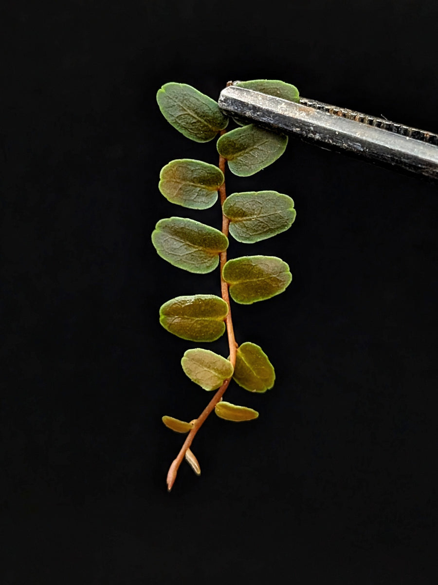 Marcgravia sp. mini límon (limon) [12-leaf cutting]