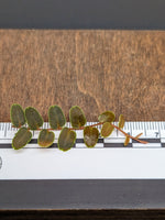 Marcgravia sp. mini límon (limon) [12-leaf cutting]