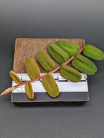 Marcgravia sintenisii [10-leaf cutting]