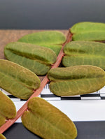 Marcgravia sintenisii [10-leaf cutting]