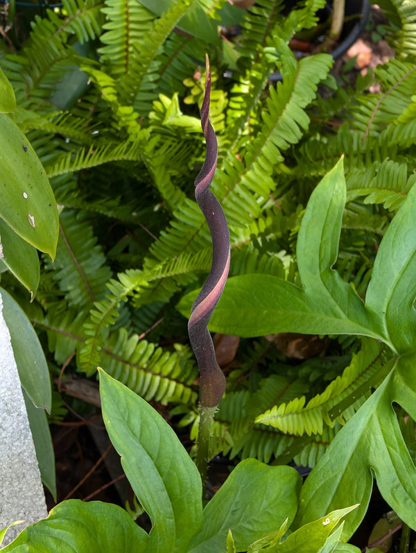 Lasia spinosa rooted rhizome [non-exact]