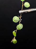 Peperomia cf villacaulus [cutting]