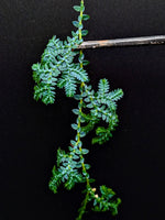Selaginella uncinta [cutting]