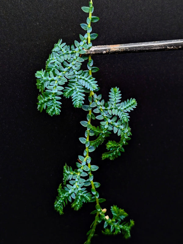 Selaginella uncinta [cutting]