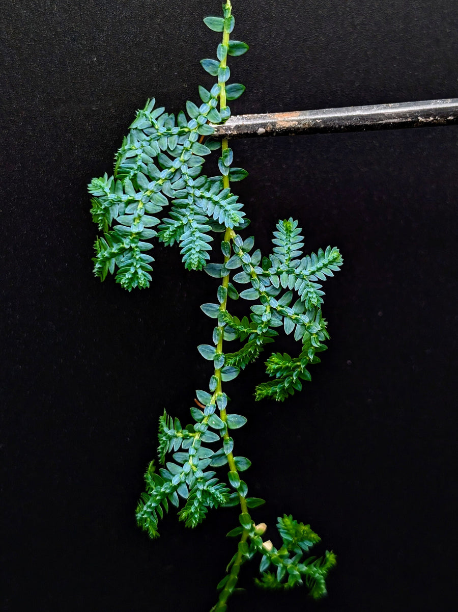 Selaginella uncinta [cutting]