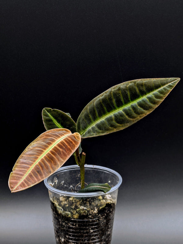 Emblemantha urnulata velvety [non-exact] (syn: labisia fishbone riau)
