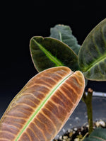 Emblemantha urnulata velvety [non-exact] (syn: labisia fishbone riau)