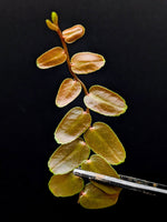 Marcgravia sp. Bronze [12-leaf cutting]