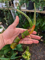 Lasia spinosa rooted rhizome [non-exact]