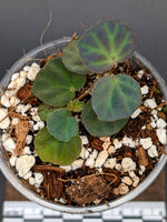 Begonia sp Sarawak [non-exact]