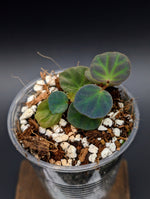 Begonia sp Sarawak [non-exact]