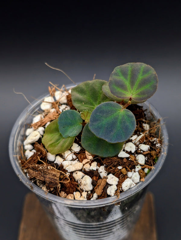 Begonia sp Sarawak [non-exact]