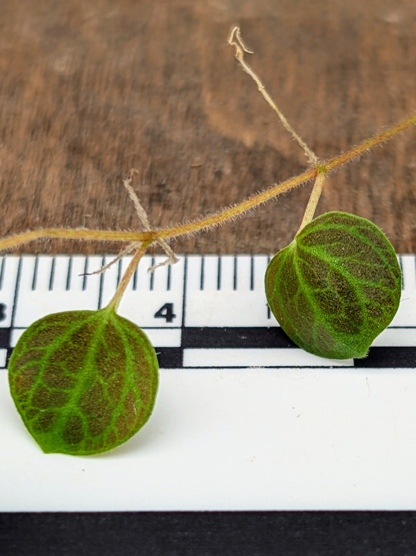 Peperomia cf villacaulus [cutting]