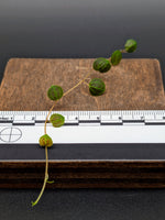 Peperomia cf villacaulus [cutting]