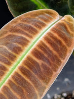 Emblemantha urnulata velvety [non-exact] (syn: labisia fishbone riau)