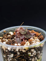 Sarcopyramis sp. pink dot [non-exact]