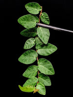 Ficus pumila wild type [cutting]