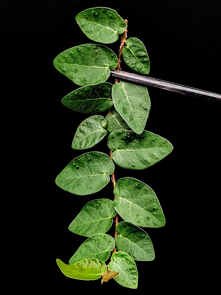 Ficus pumila wild type [cutting]