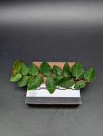 Ficus pumila wild type [cutting]