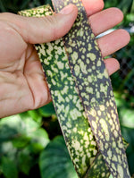 Billbergia cv. Casa Blanca [unrooted offset]