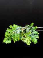Selaginella sp. borneo blue [cutting]
