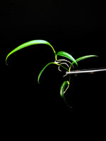 Philodendron chinchamayense [cutting]