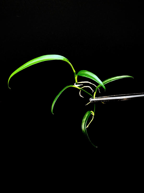 Philodendron chinchamayense [cutting]