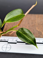 Philodendron sp. Condor [cutting]