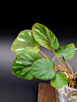 Begonia iridescens [non-exact] (iridescent autocorrect)